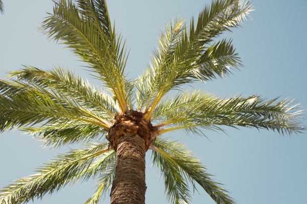 Palm Tree Pruning in Las Cruces