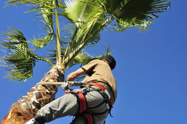 Palm Tree Trimming in Las Cruces