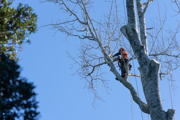 Tree Topping Service in Las Cruces