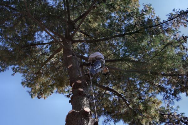 Trimming Service in Las Cruces
