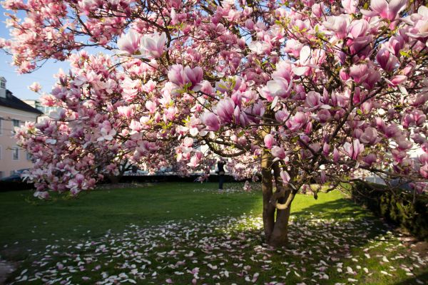 Ornamental Tree Pruning in Las Cruces