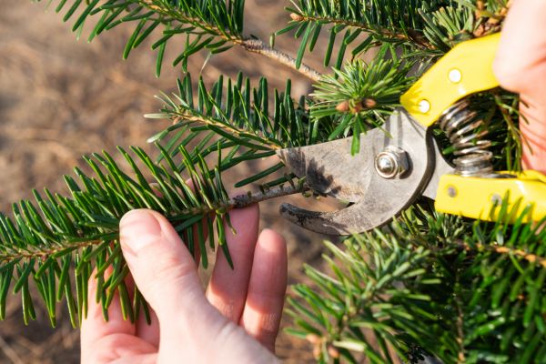 Pine Tree Pruning in Las Cruces