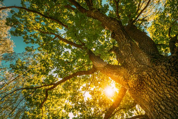 Oak Tree Pruning in Las Cruces