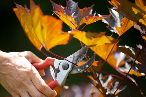 Maple Tree Pruning in Las Cruces