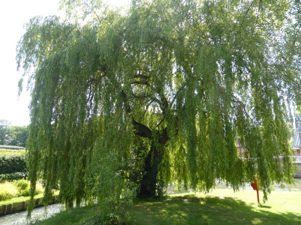 Willow Tree Trimming in Las Cruces