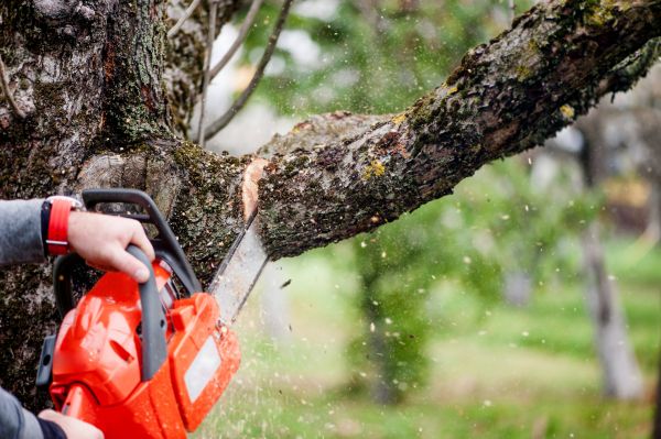 Tree Limbs Removal in Las Cruces