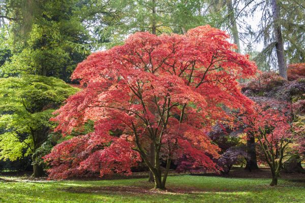 Japanese Maple Pruning in Las Cruces