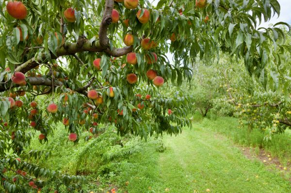 Peach Tree Pruning in Las Cruces