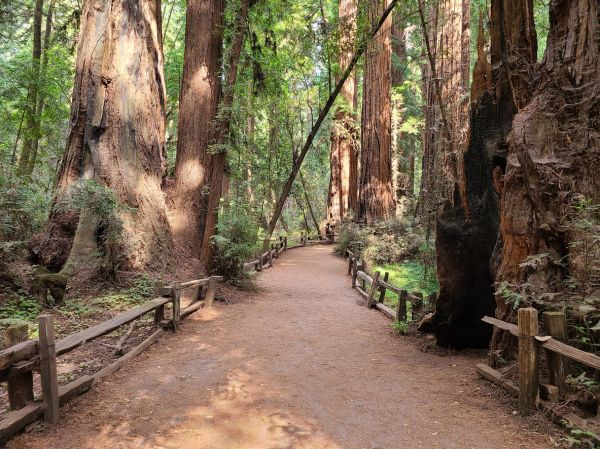 Redwood Tree Pruning in Las Cruces