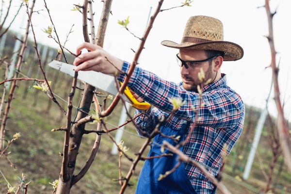 Orchard Tree Pruning in Las Cruces