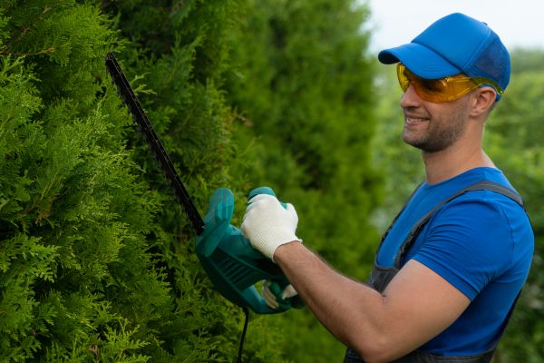 Tree Shaping Service in Las Cruces
