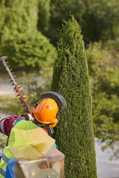 Cypress Tree Trimming in Las Cruces
