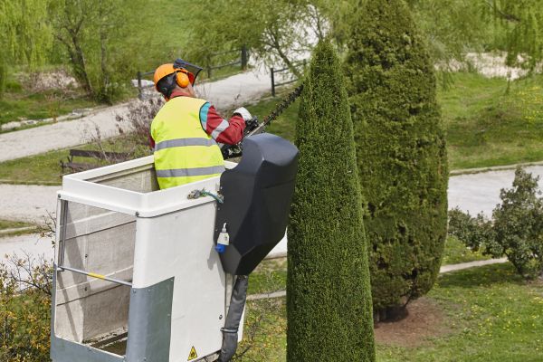 Cypress Tree Pruning in Las Cruces