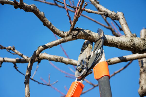 Peach Tree Trimming in Las Cruces
