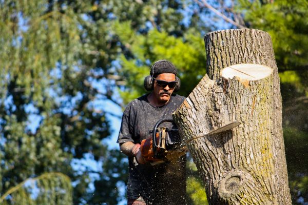 Ash Tree Pruning in Las Cruces