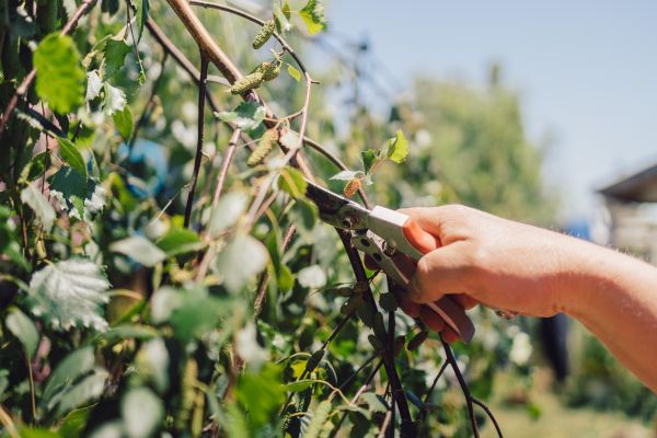 Birch Tree Pruning in Las Cruces