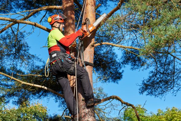 Canopy Pruning in Las Cruces