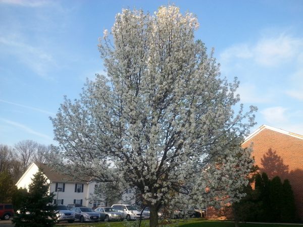 Bradford Pear Tree Pruning in Las Cruces