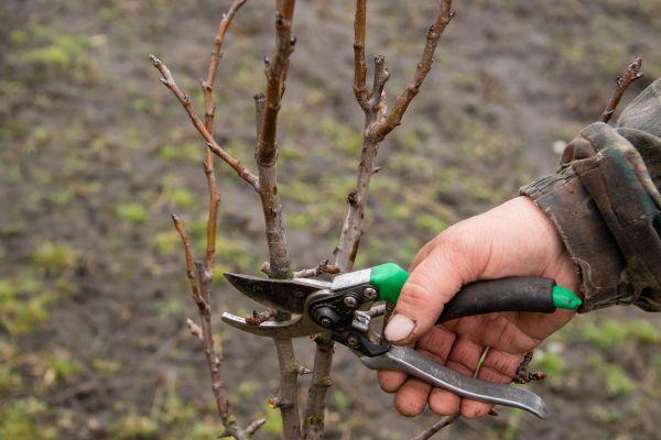 Pear Trees Pruning in Las Cruces