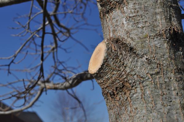 Limb Pruning in Las Cruces