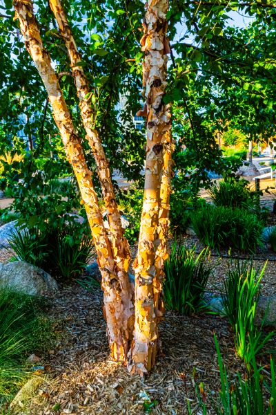 River Birch Trimming in Las Cruces