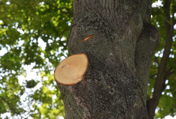 Limb Cutting in Las Cruces
