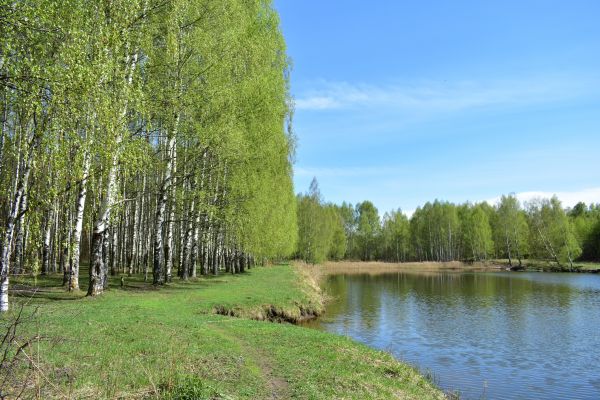 River Birch Pruning in Las Cruces