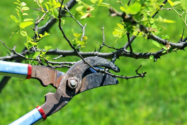 Branches Pruning in Las Cruces