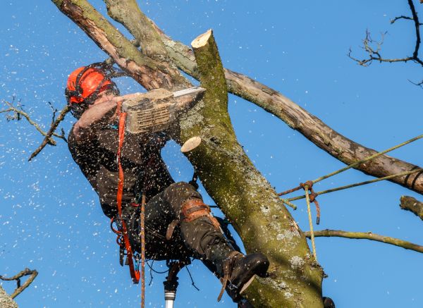 Tree Trimming Service in Las Cruces