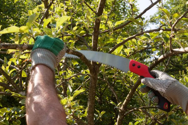 Apple Tree Trimming in Las Cruces