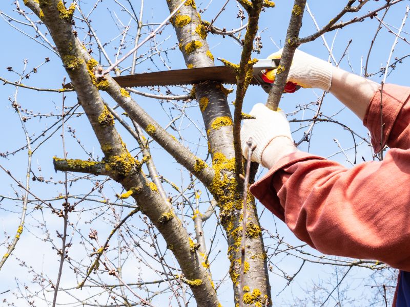 Tree Limbs Removal detail